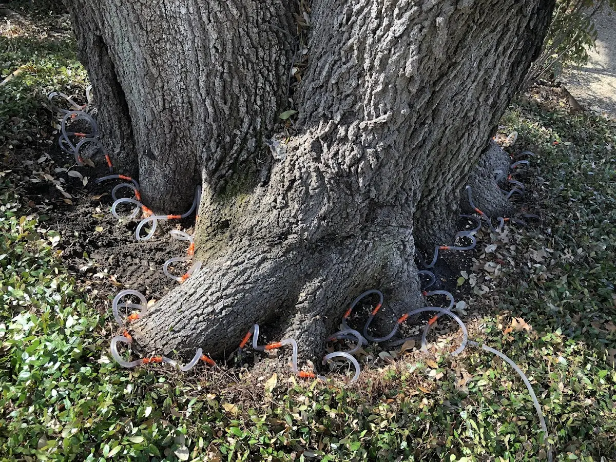 Detailed Tree Cabling and Bracing job site in Wahpeton