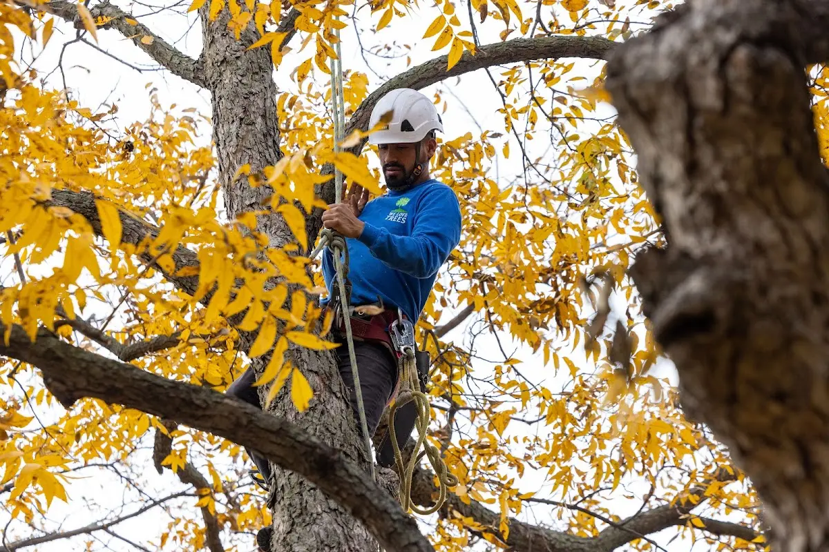 Skilled Tree Planing crew working in Wahpeton